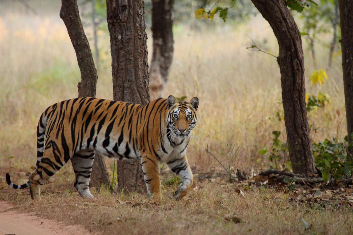 Sanjay Dubri Tiger Reserve